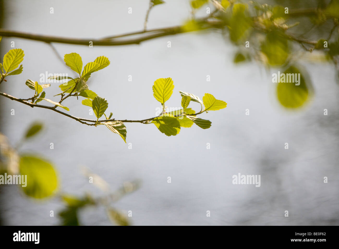 alder leaf spring alnus glutinosa Stock Photo
