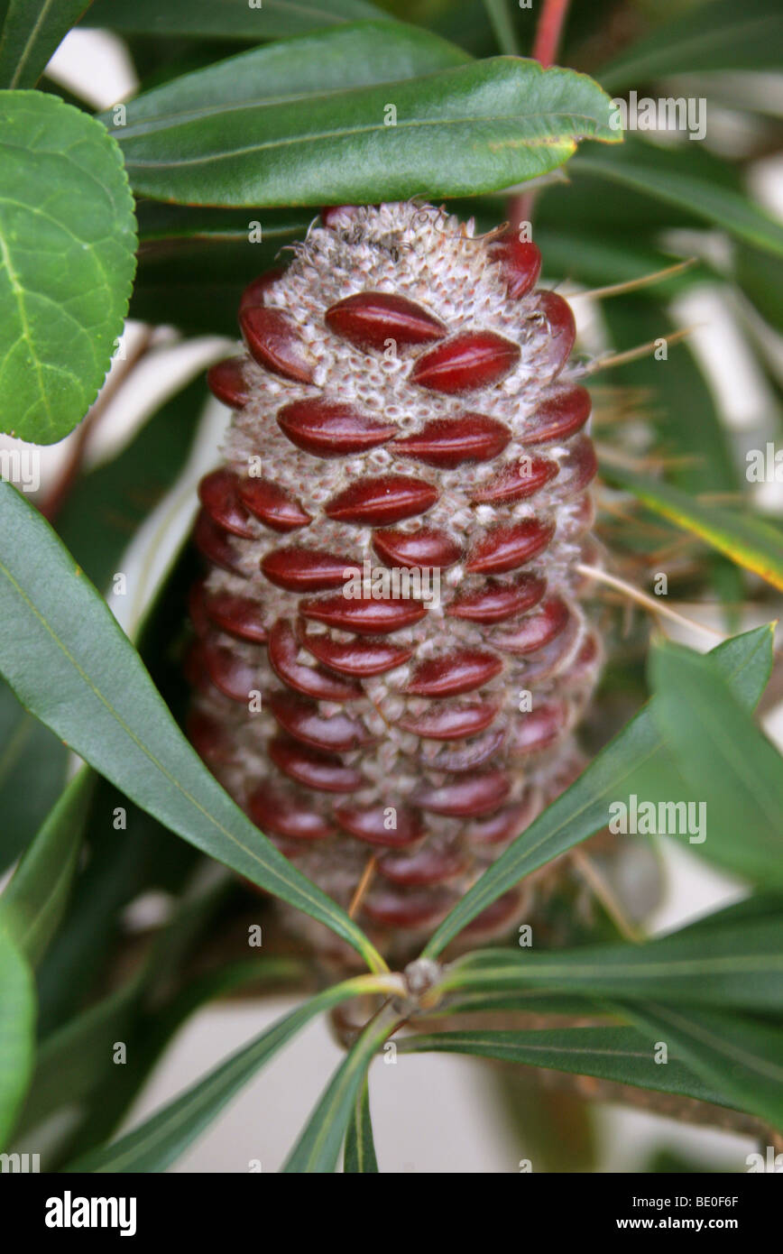 Seed Head of Coast Banksia or Coastal Banksia, Banksia integrifolia subsp. monticola, Proteaceae, Eastern Australia. Stock Photo