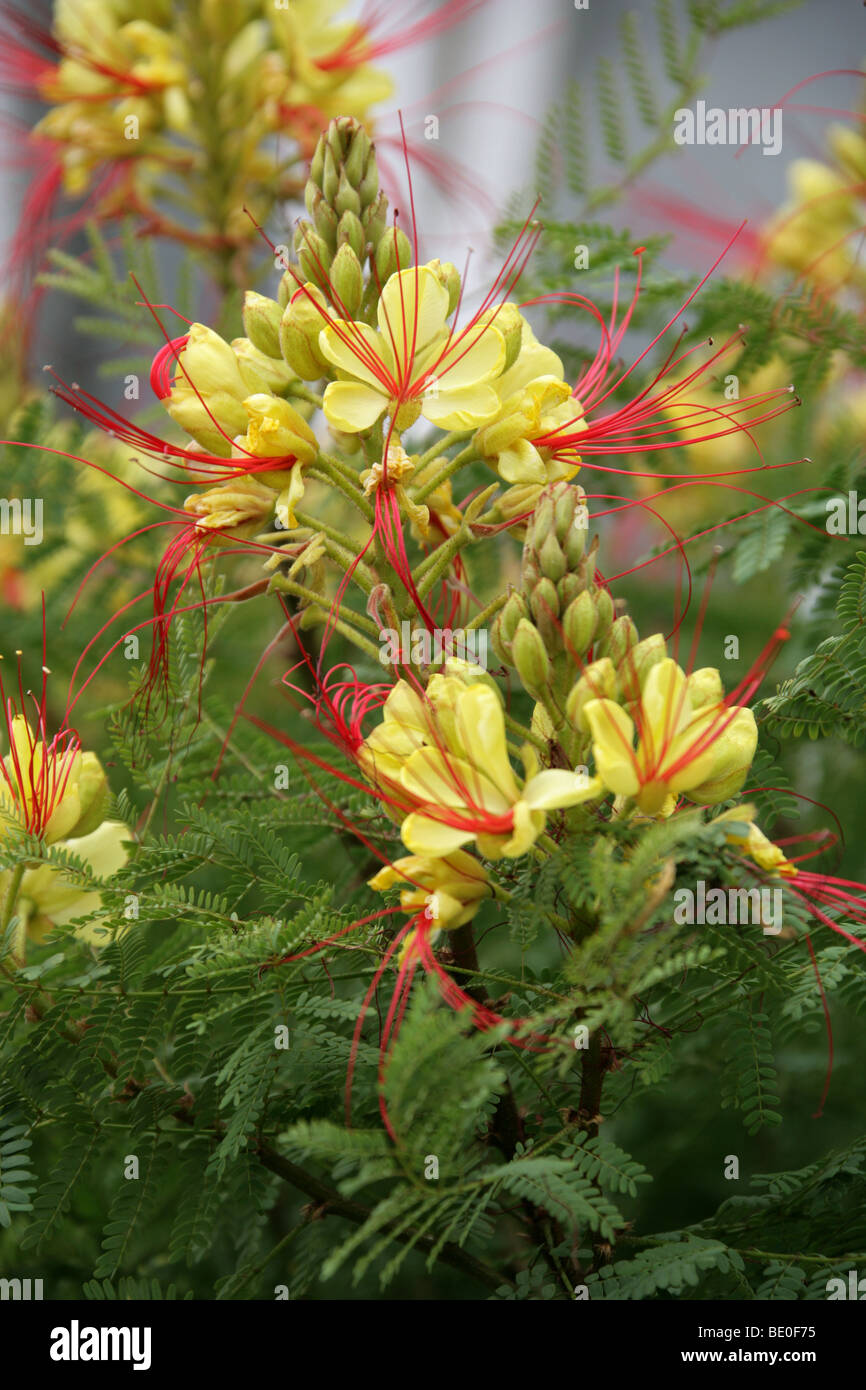 Bird of Paradise Bush, Desert Bird of Paradise, Yellow Bird of Paradise, or Barba de Chivo, Caesalpinia gilliesii, Fabaceae Stock Photo