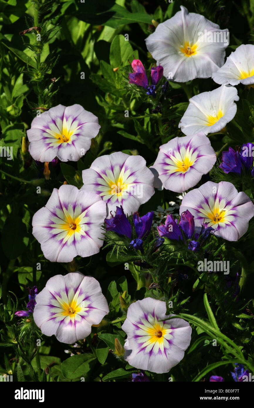 sunny flowers Stock Photo
