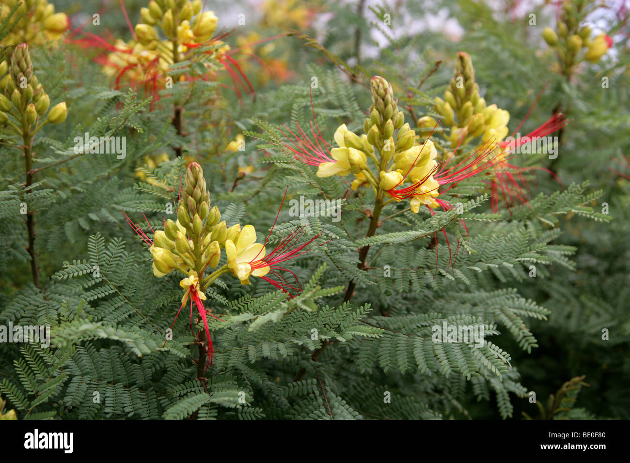 Bird of Paradise Bush, Desert Bird of Paradise, Yellow Bird of Paradise, or Barba de Chivo, Caesalpinia gilliesii, Fabaceae Stock Photo