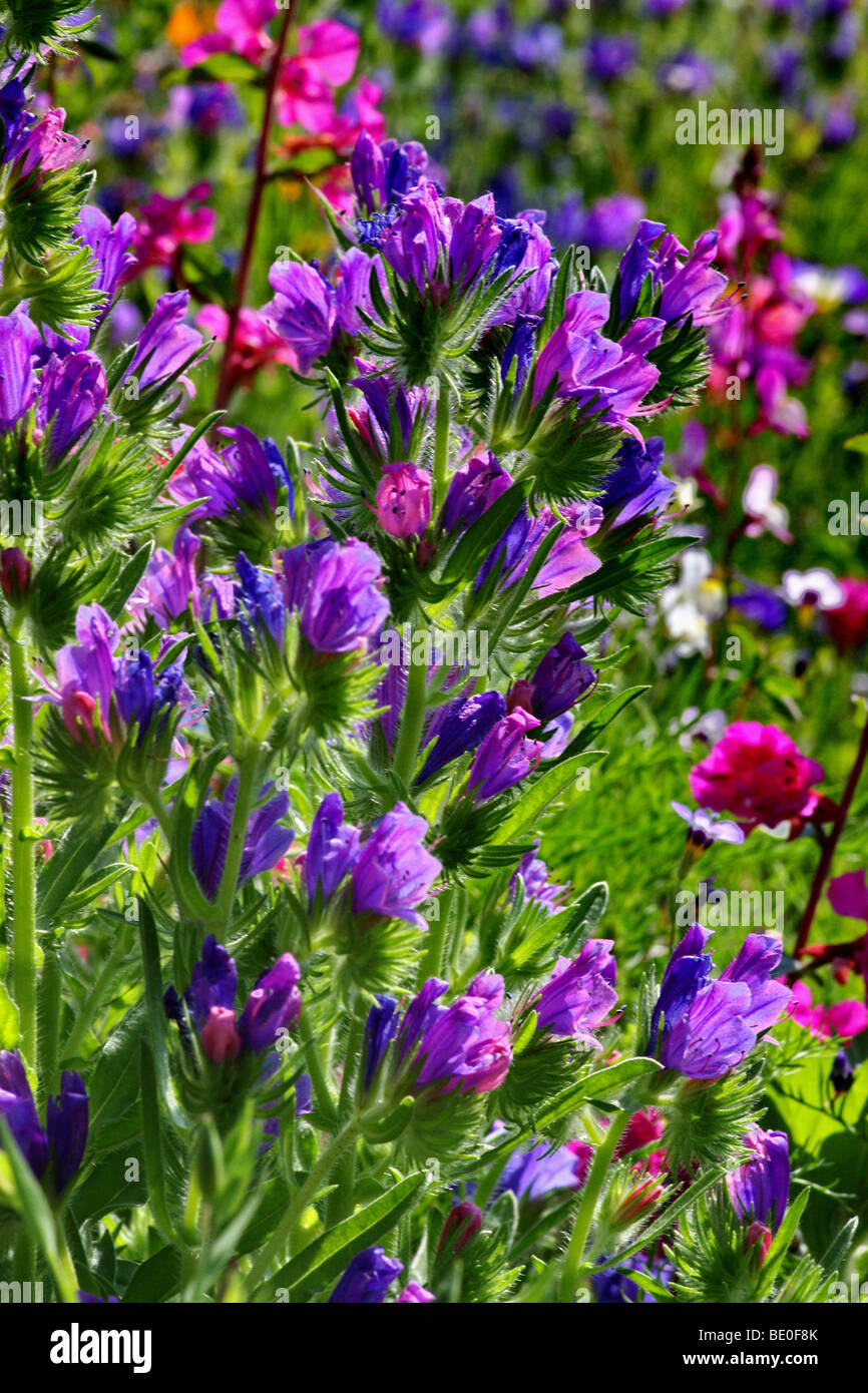 sunny flowers Stock Photo