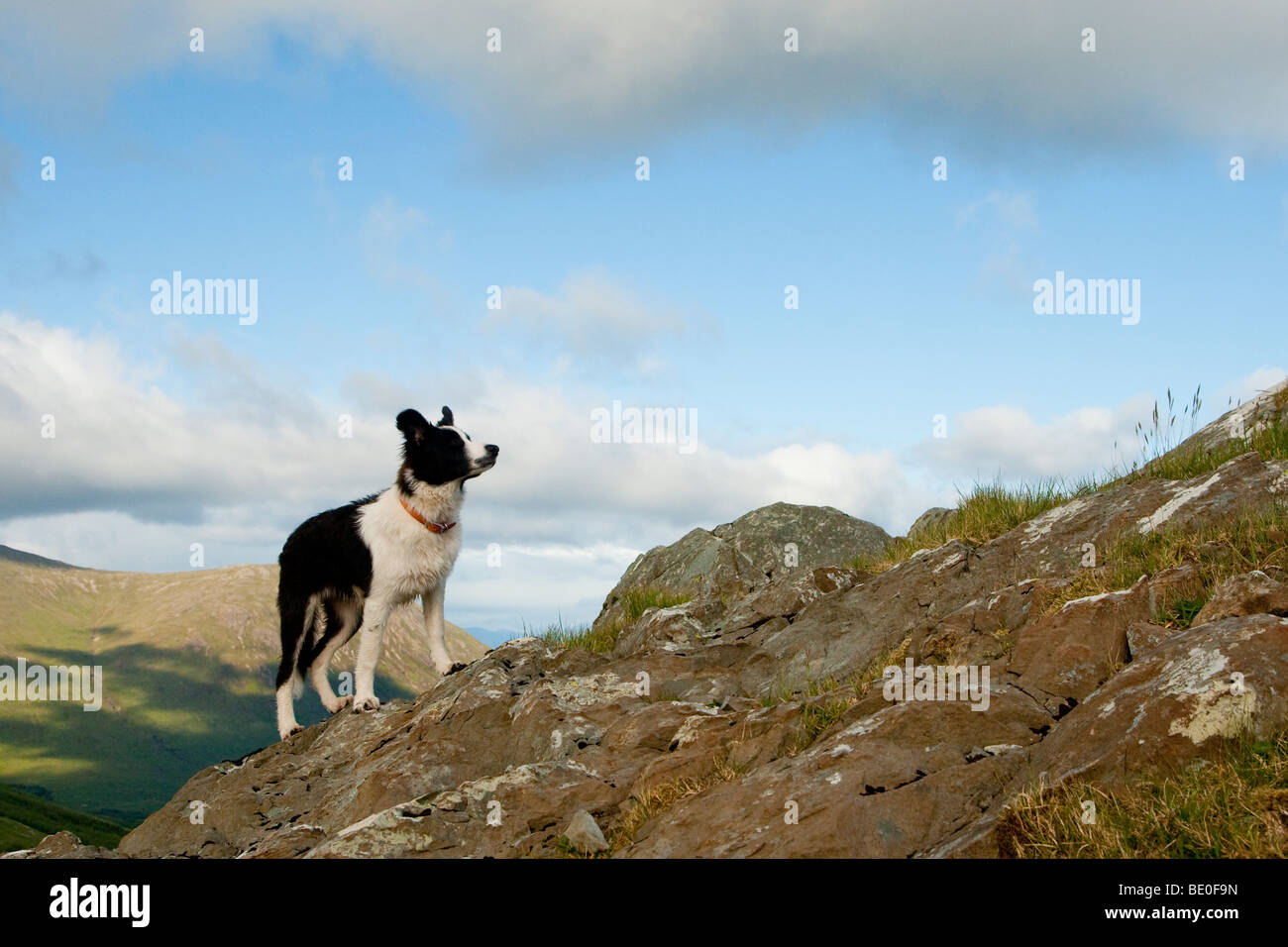 Border Collie Working Sheepdog, on the hillside, Isle of Mull, Argyll
