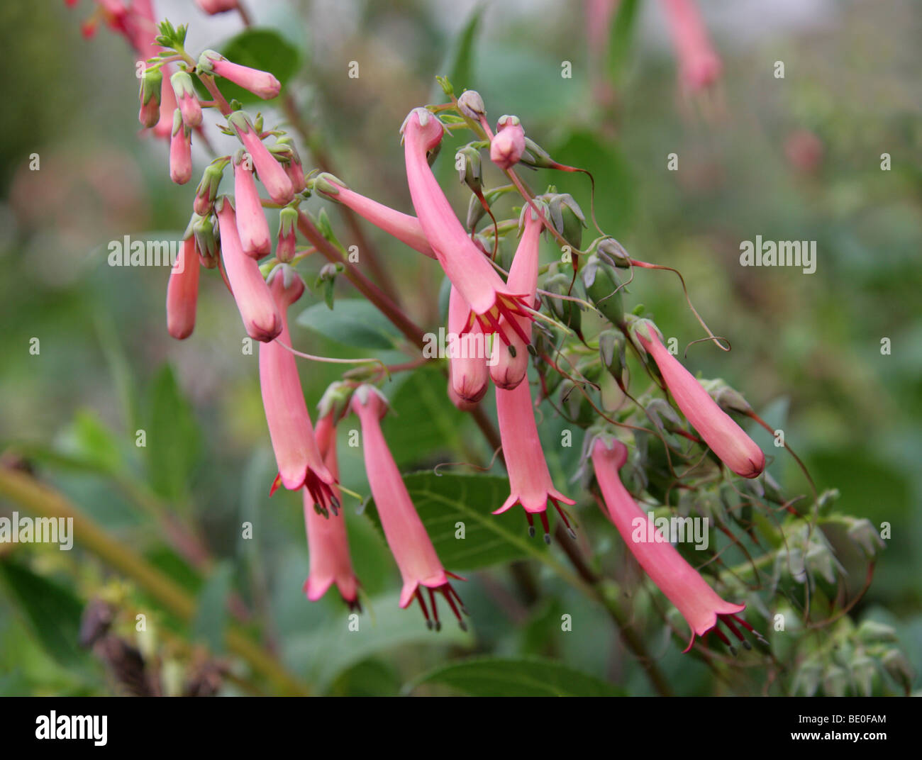 Cape Fuchsia, Phygelius aequalis, Scrophulariaceae, South Africa Stock Photo