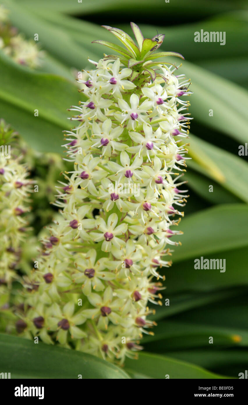 Pineapple Lily, Eucomis comosa, syn E. punctata, Hyacinthaceae, Cape South Africa Stock Photo
