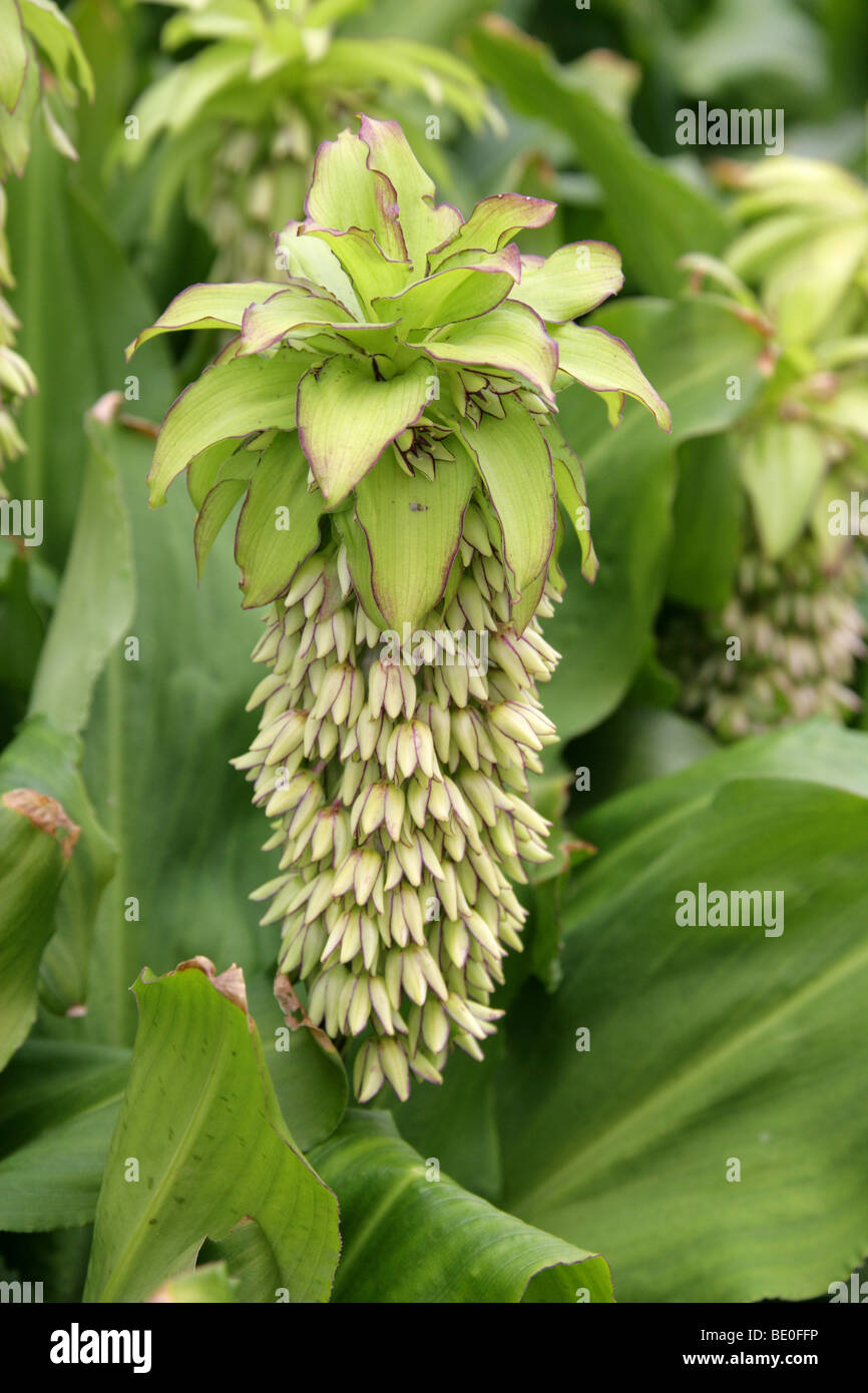 Pineapple Lily, Eucomis sp, Hyacinthaceae, Cape South Africa Stock Photo