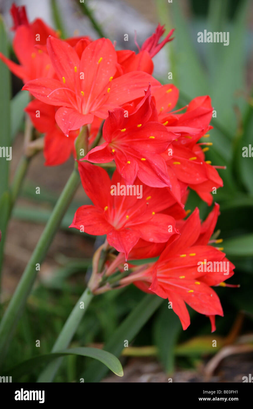 Scarborough Lily, Fire Lily or George Lily, Cyrtanthus elatus, Amaryllidaceae, South Africa. Previously Vallota speciosa. Stock Photo
