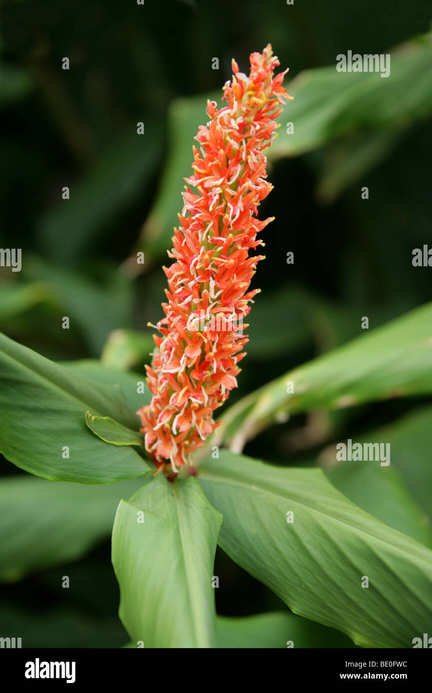 Butterfly Ginger, Hedychium densiflorum 'Assam Orange', Zingiberaceae, China, India, Nepal and Thailand Stock Photo