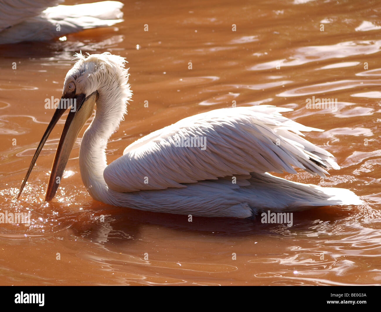 Pelican, Pelecanidae Stock Photo