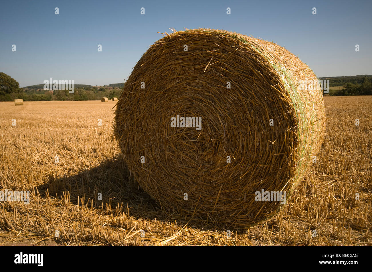 Field of wheat after harvest Stock Photo - Alamy