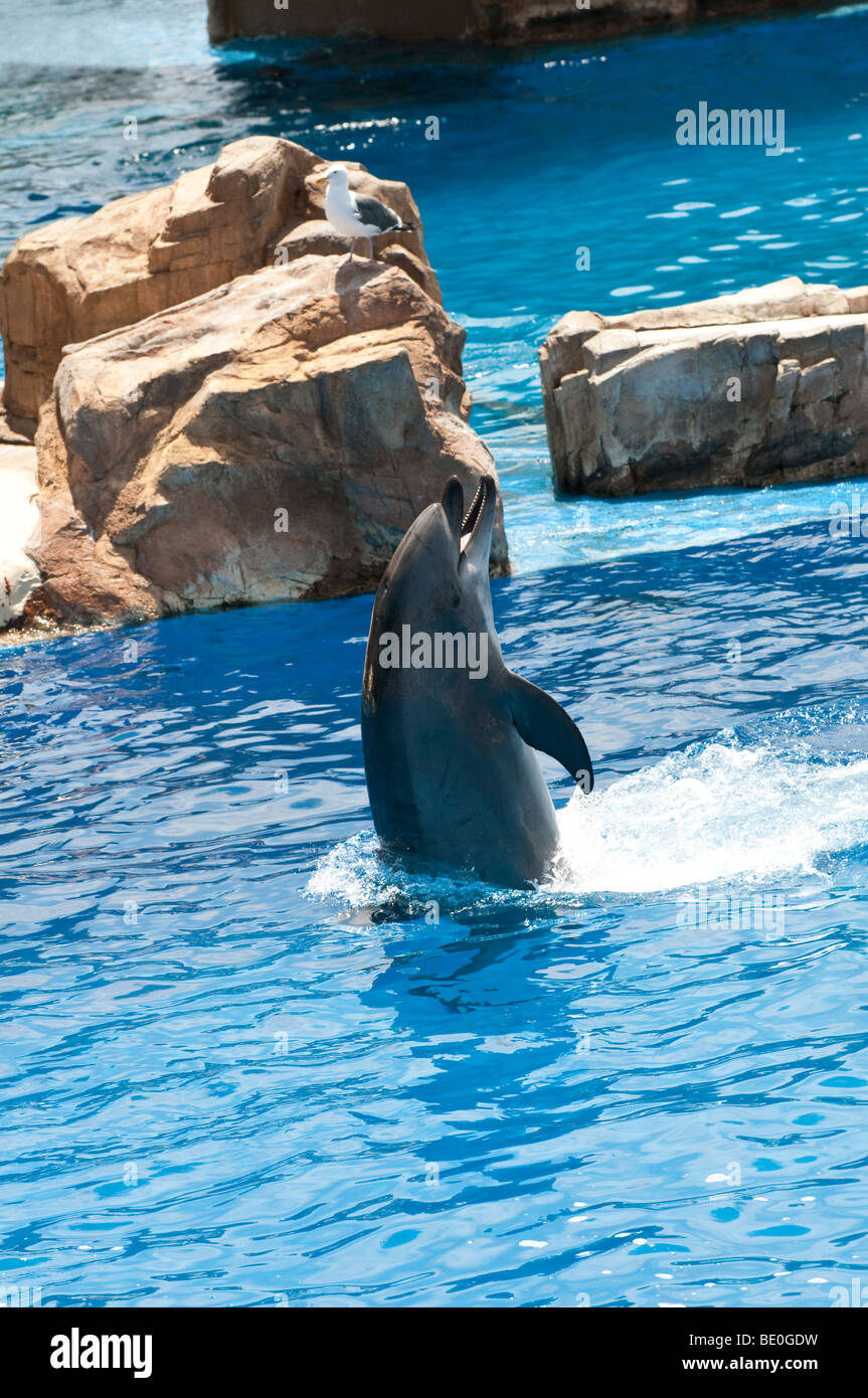 Bottlenosed Dolphin entertaining at Sea World Adventure Park San Diego California USA 'For Editorial Use Only' Stock Photo