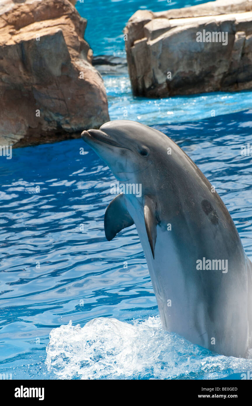 Bottlenosed Dolphin entertaining at Sea World Adventure Park San Diego California USA 'For Editorial Use Only' Stock Photo