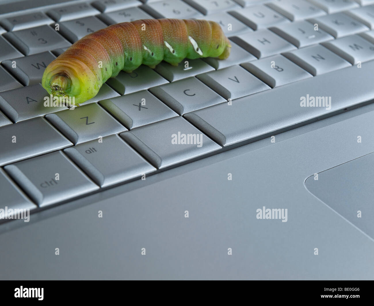 Macro shot of a caterpillar over a computer keyboard. Stock Photo