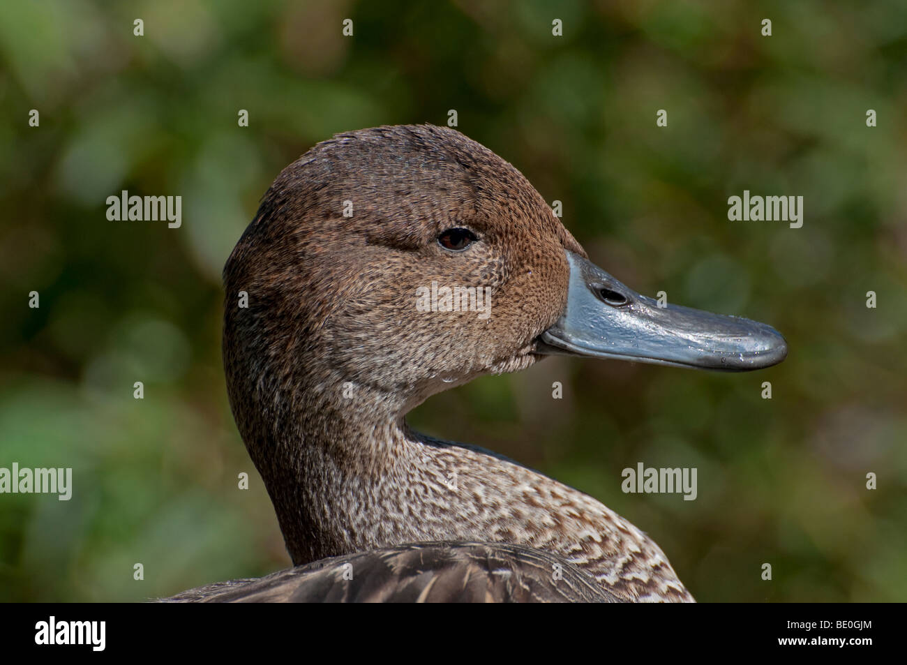 Close-up of a Blue-winged Teal Stock Photo