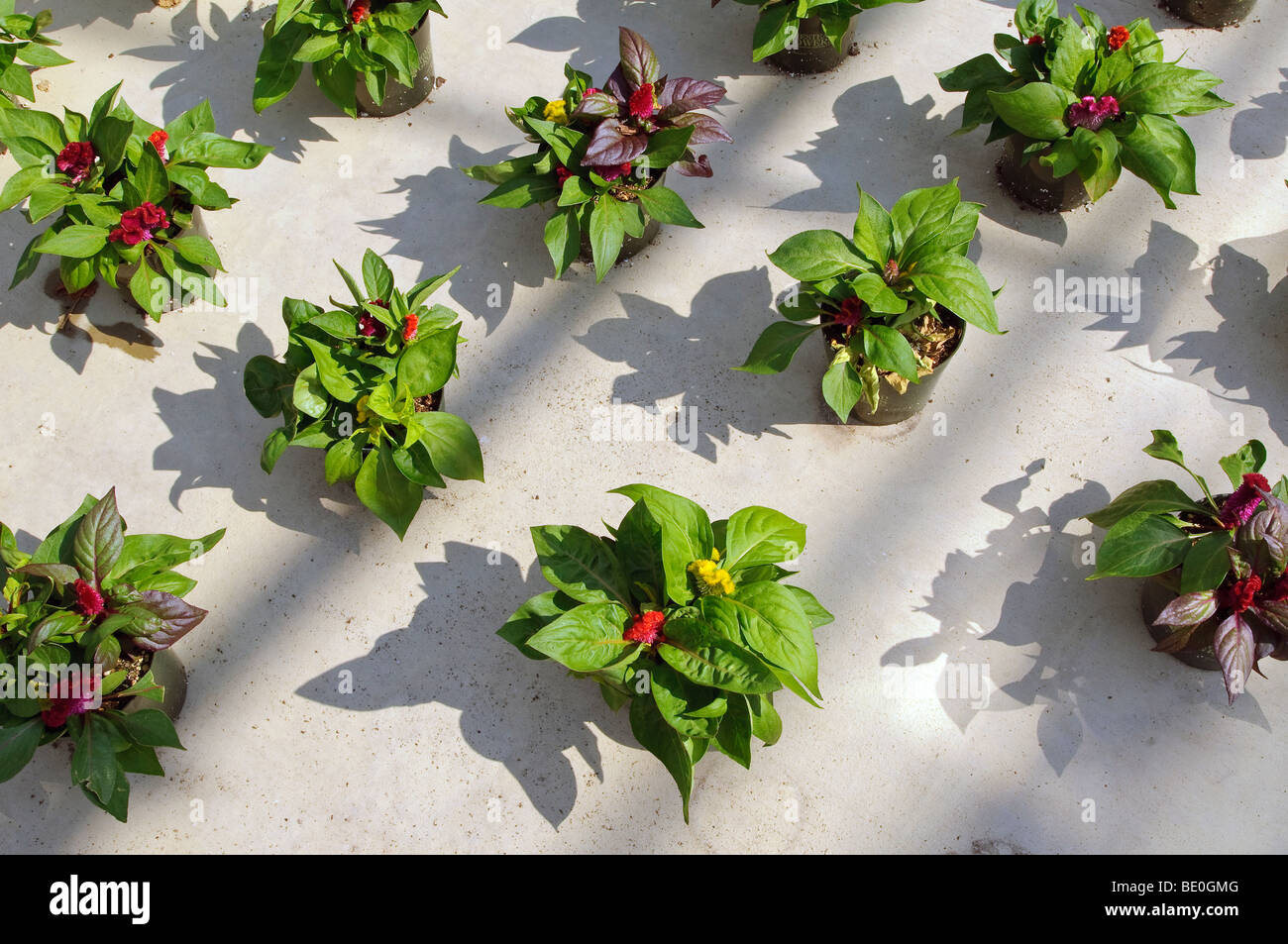 Colorful pots of annual plants hi-res stock photography and images - Alamy
