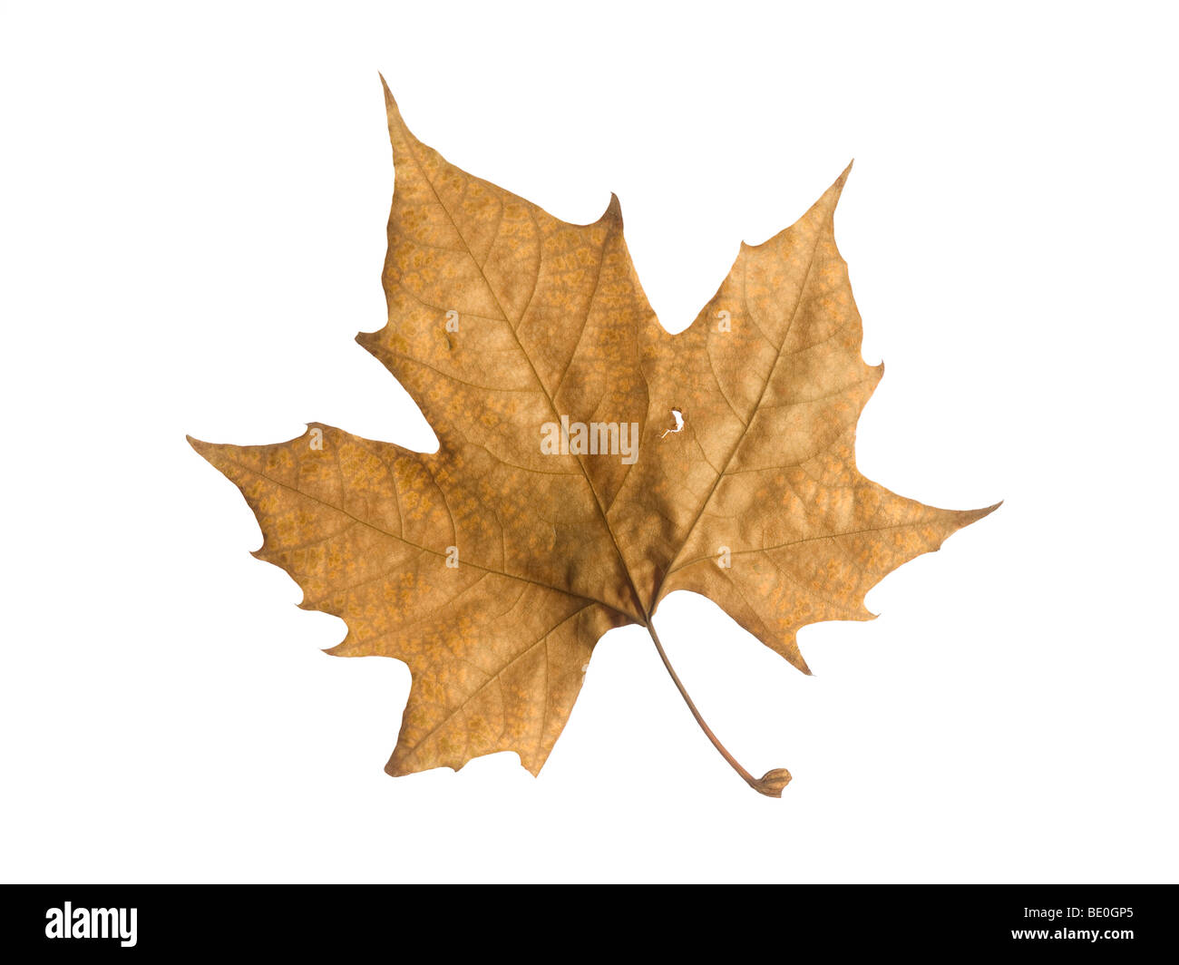 A single autumn leaf isolated over a white background Stock Photo - Alamy