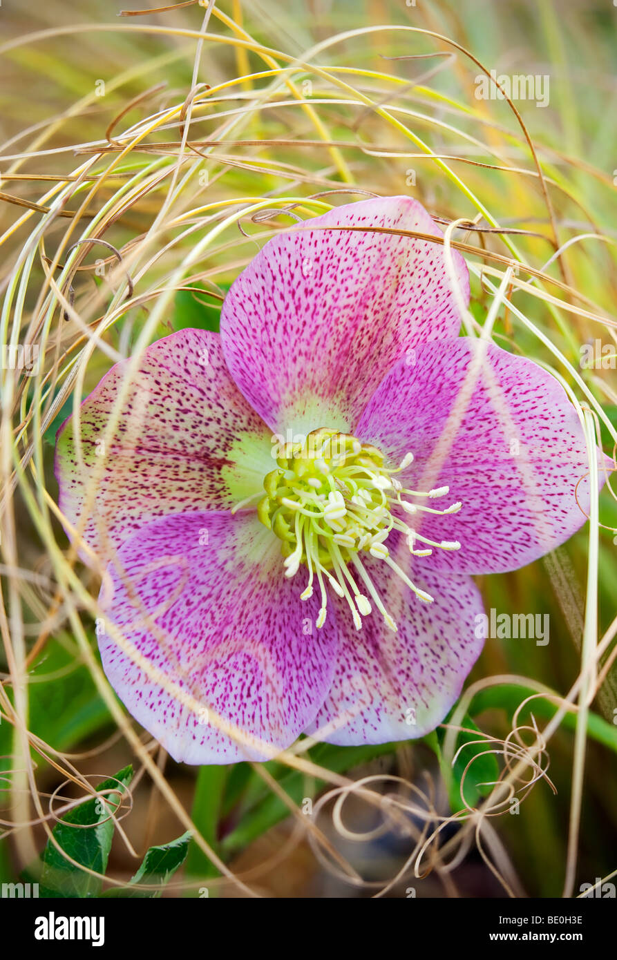 Close up of Pink Lady Hellebore flower in fall grasses. Al's Nursery. Woodburn, Oregon Stock Photo