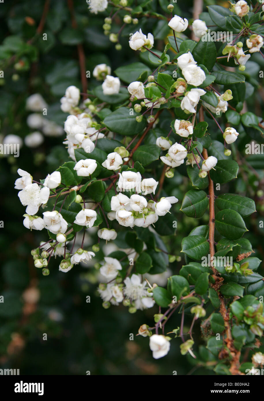 Chilean Myrtle, Luma apiculata, Myrtaceae, Chile and Argentina, South America. Stock Photo