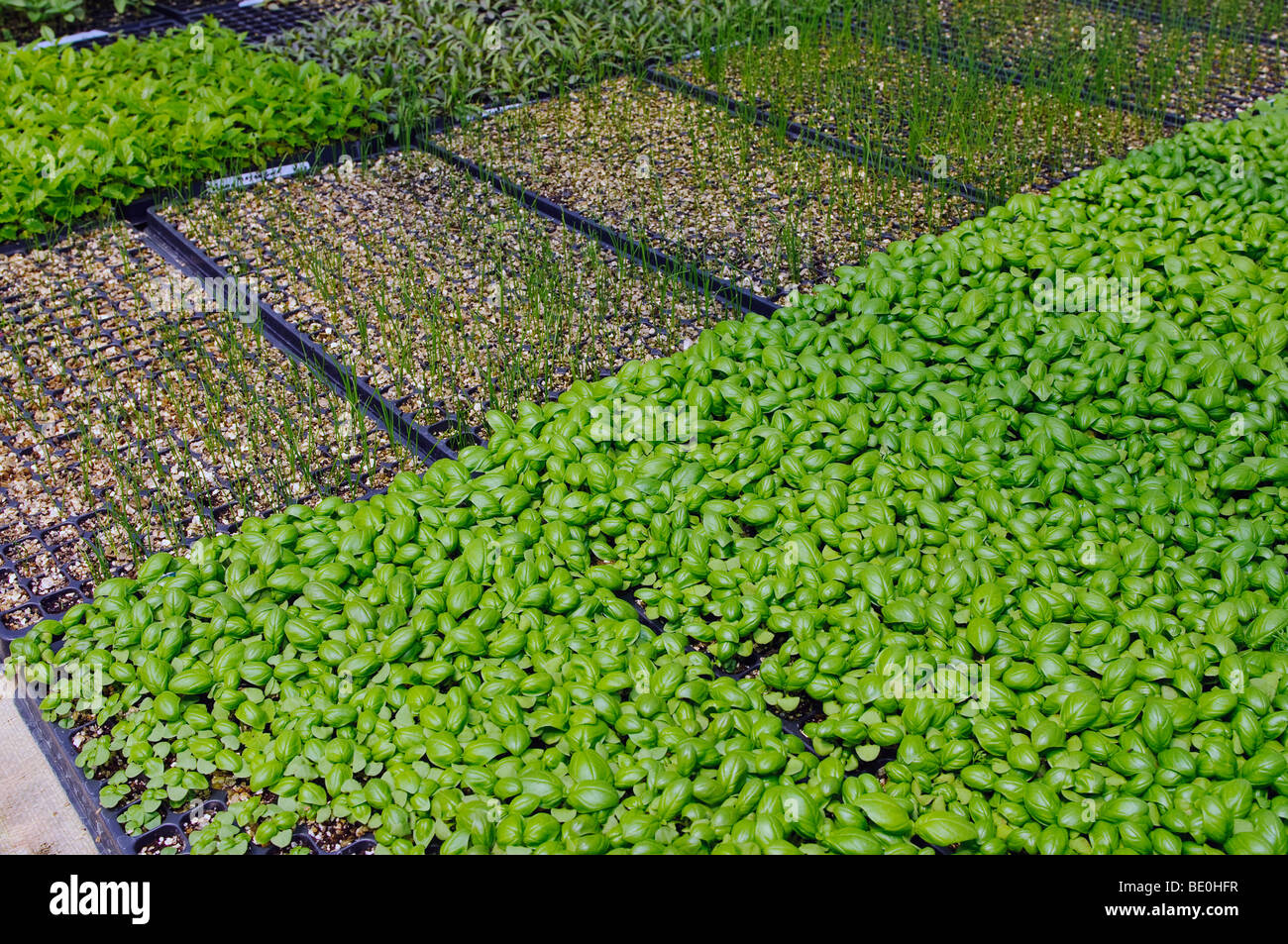 Seedlings sprouting hi-res stock photography and images - Alamy
