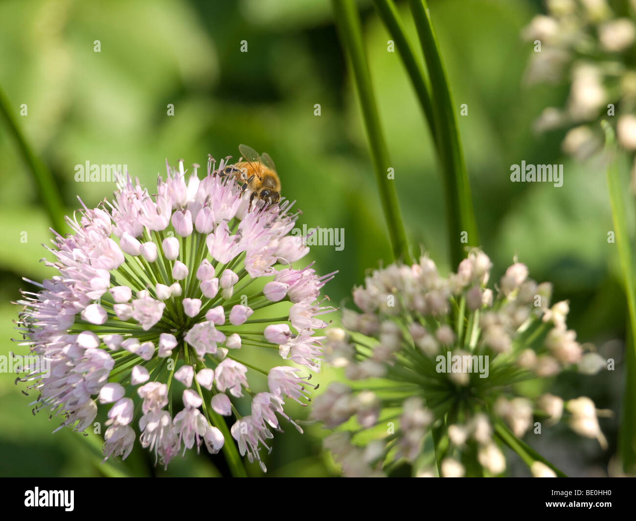 A bee collecting pollen from a flower. Stock Photo