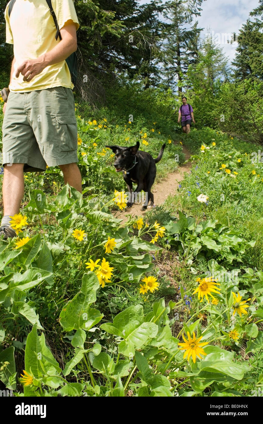 Grassy Knoll Trail, Gifford Pinchot National Forest, Carson, Washington