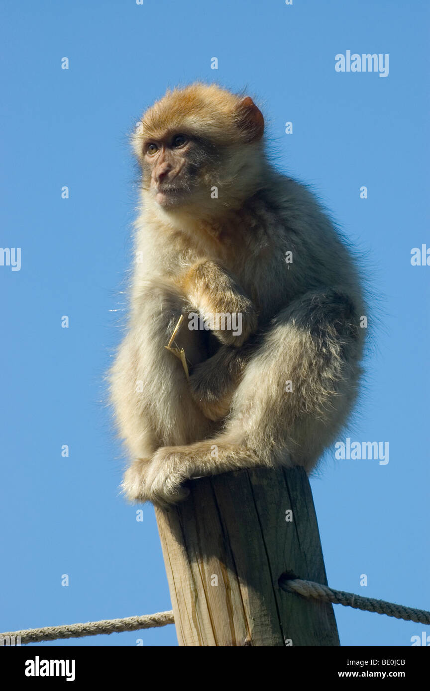 Captive Barbary macaque (Macaca sylvanus) Stock Photo
