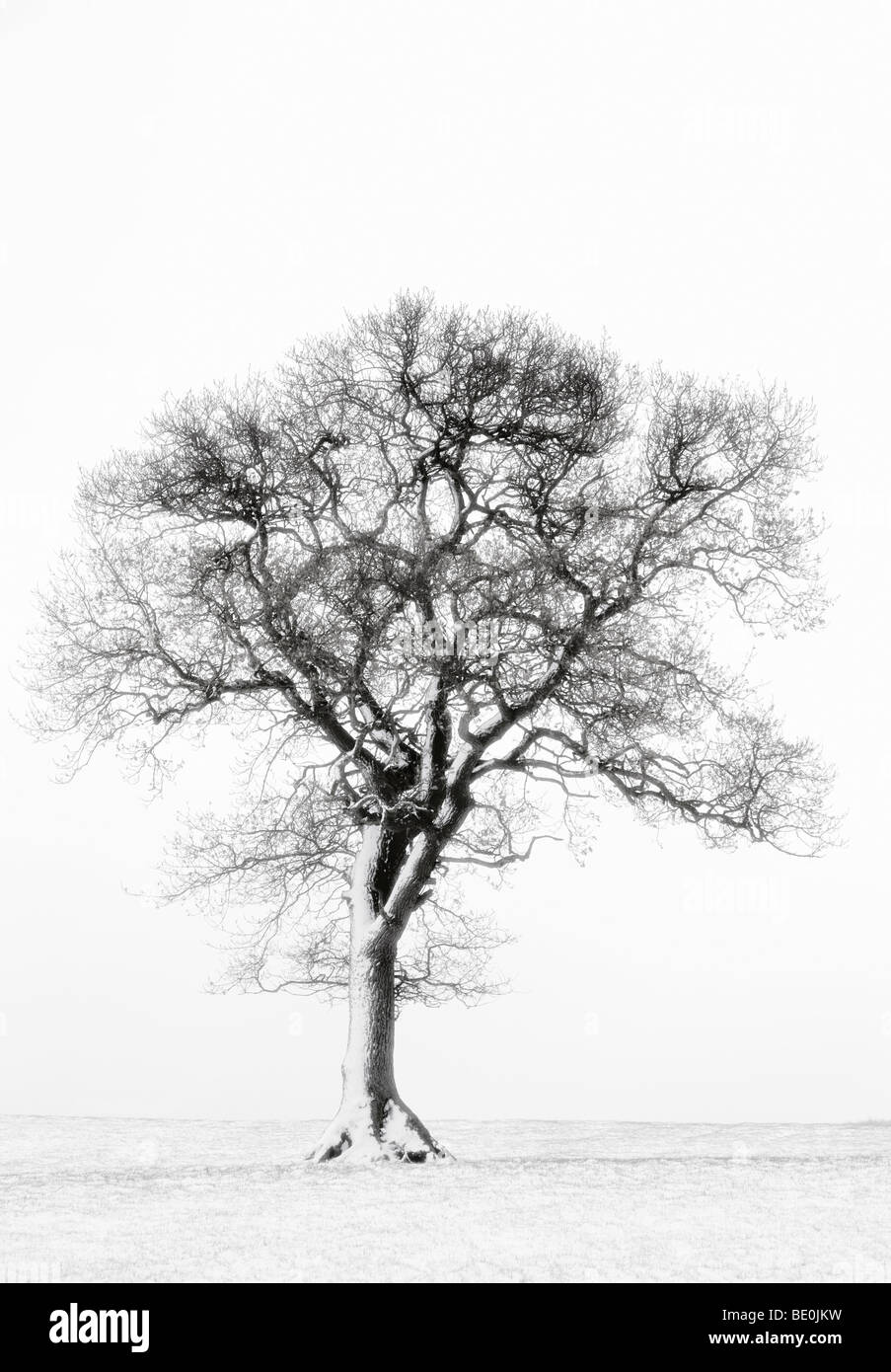 Lone tree in field Stock Photo - Alamy