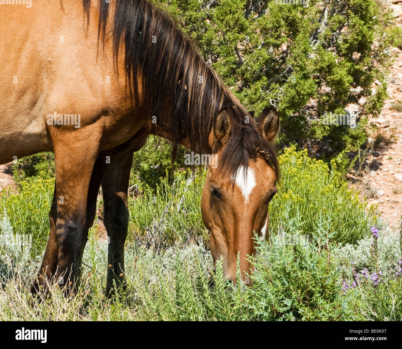 free roaming mustangs in the Pryor Mountain wild horse range in Wyoming Stock Photo