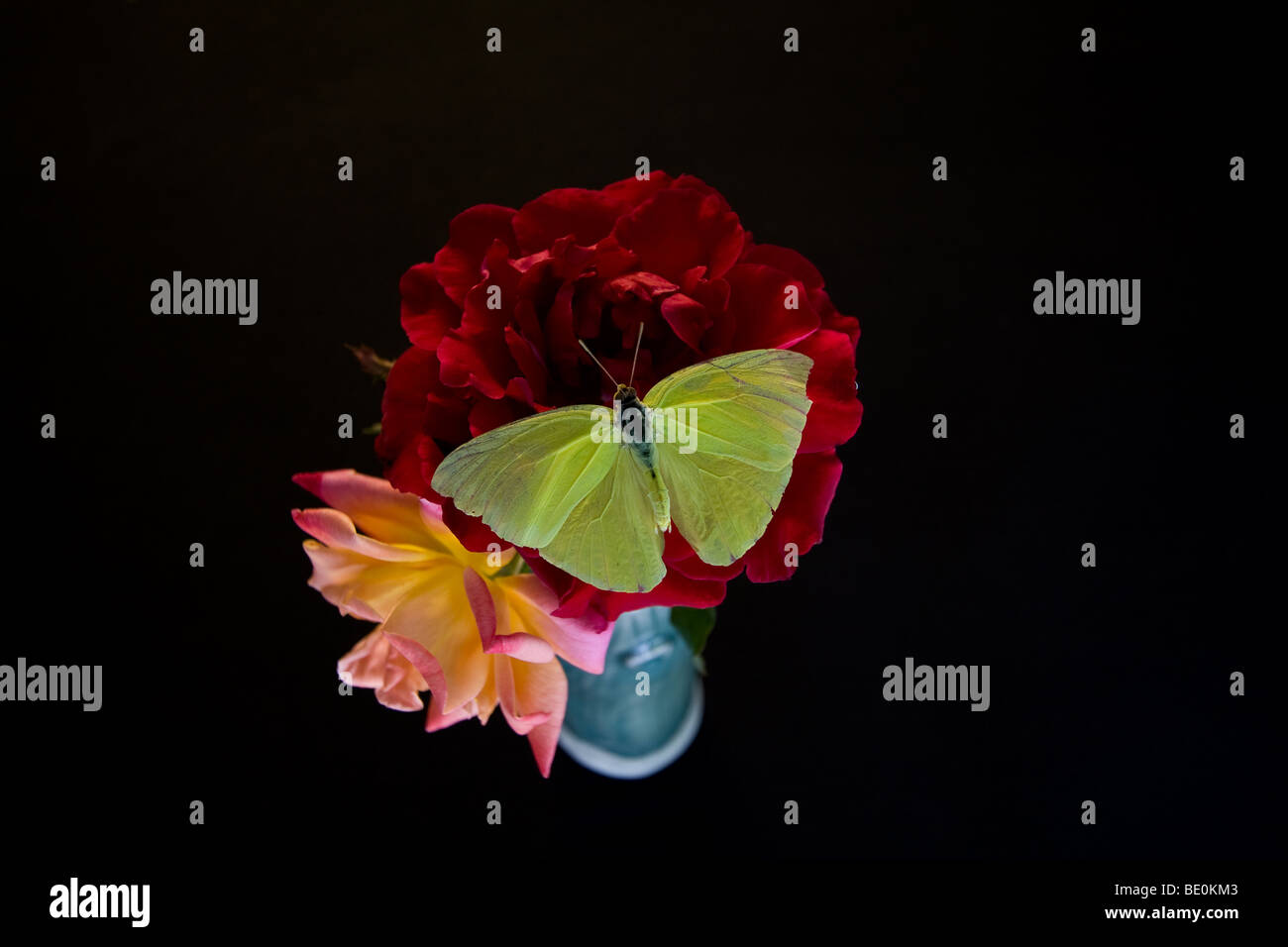 Varying flowers, roses and bay flowers make a picturesque scene with a black back drop. Stock Photo