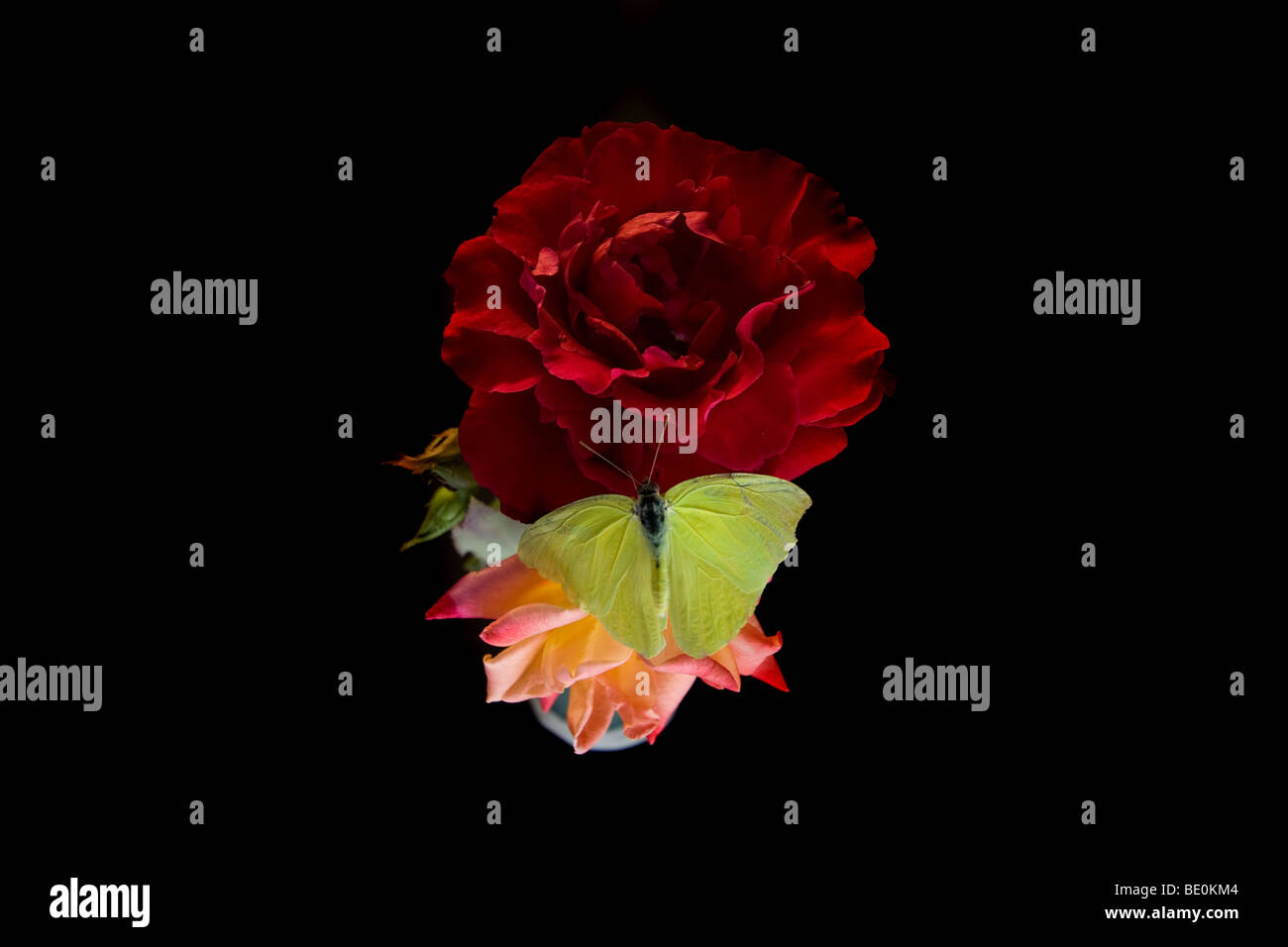 Varying flowers, roses and bay flowers make a picturesque scene with a black back drop. Stock Photo