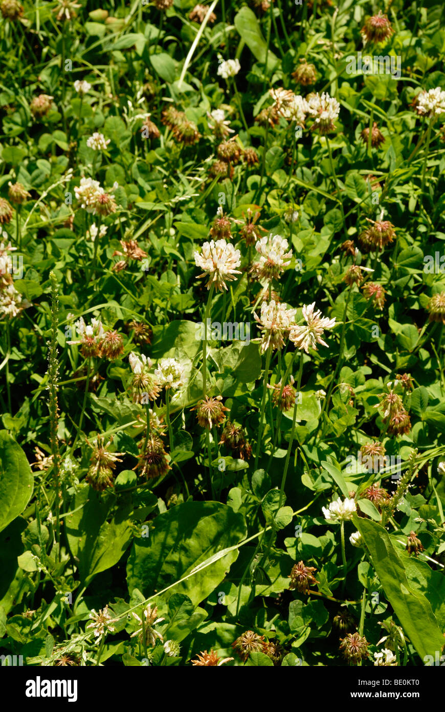 grass clover in the yard lawn Stock Photo
