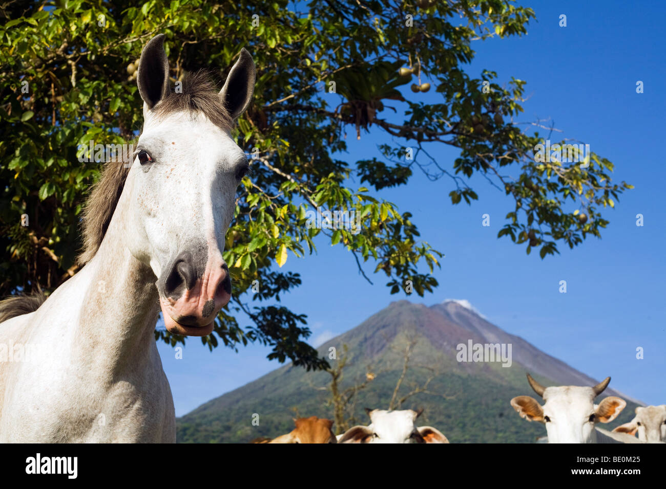 A herd of farm animals with Arenal Volcano in the background Stock Photo