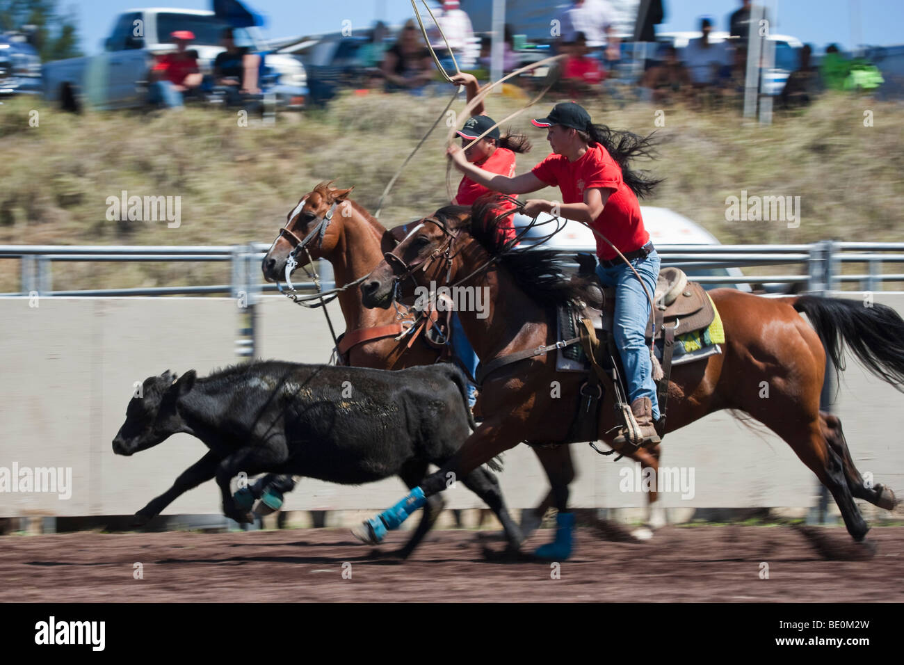Women compete in team roping event in Hawaii Stock Photo Alamy