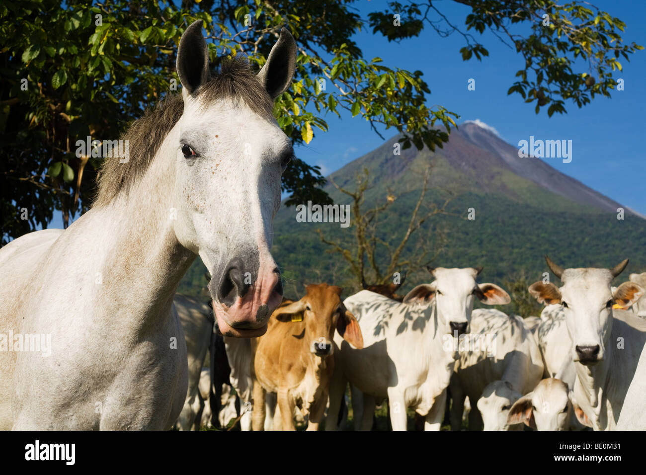 A herd of farm animals with Arenal Volcano in the background Stock Photo