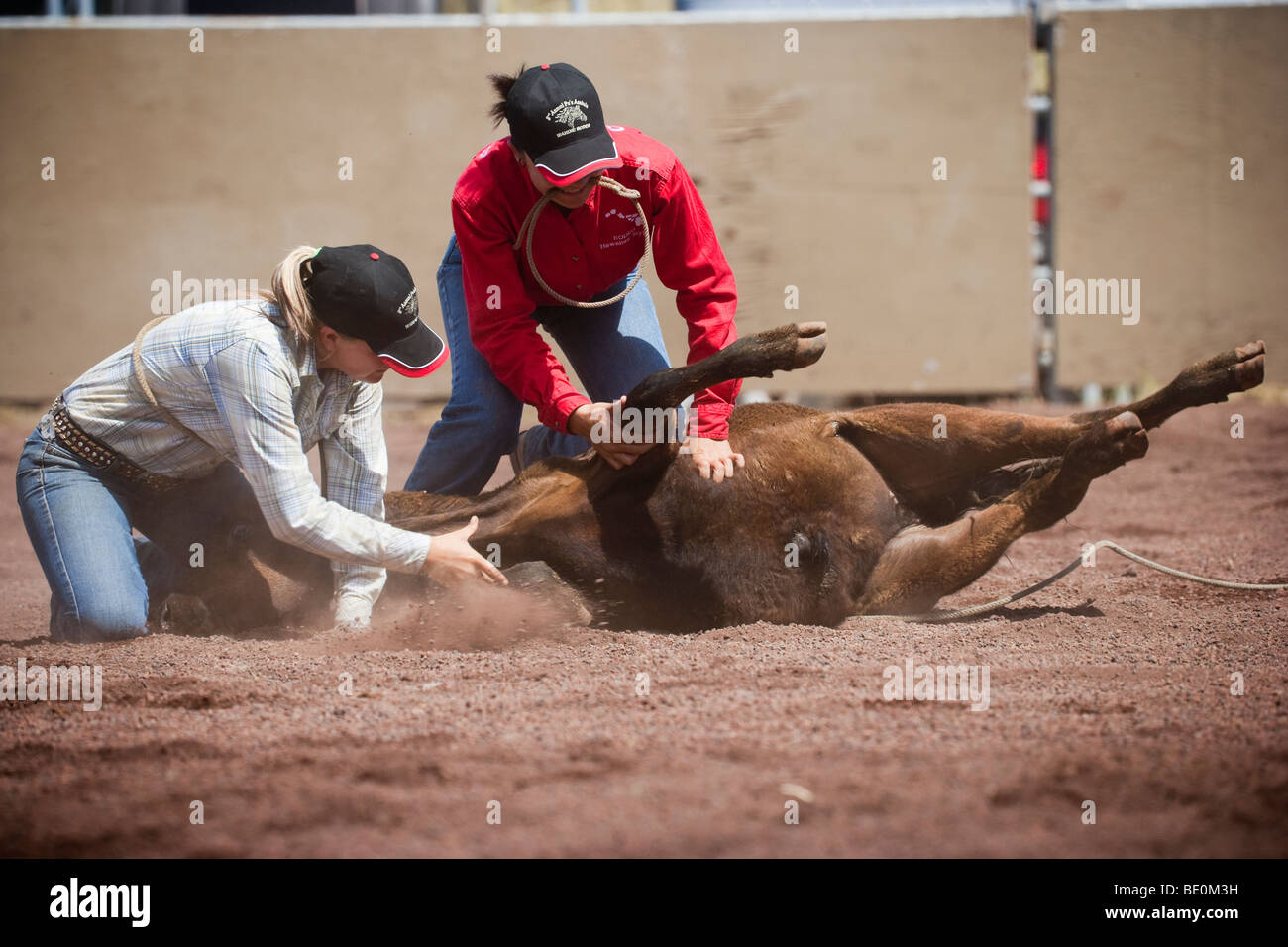Women team ropers tie up a calf at a rodeo in Hawaii Stock Photo Alamy