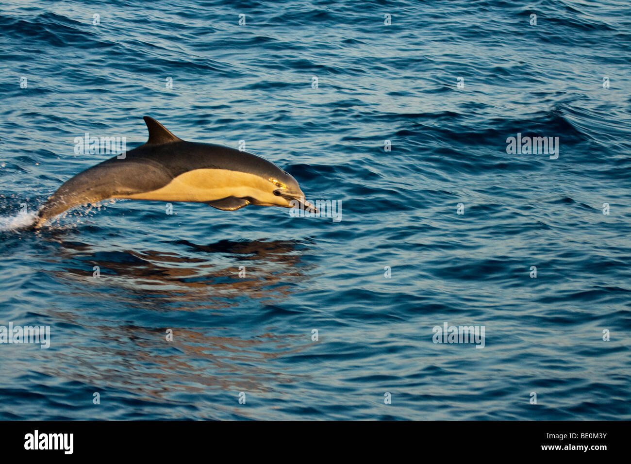 This common dolphin, Delphinus delphis, was one in a school of over 1000 in the Pacific, off Mexico. Stock Photo