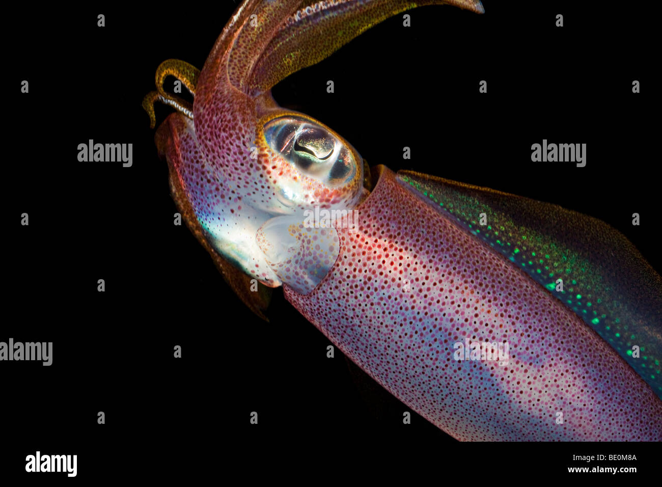 The oval squid, Sepioteuthis lessoniana, can reach 14 inches in length. Hawaii. Stock Photo