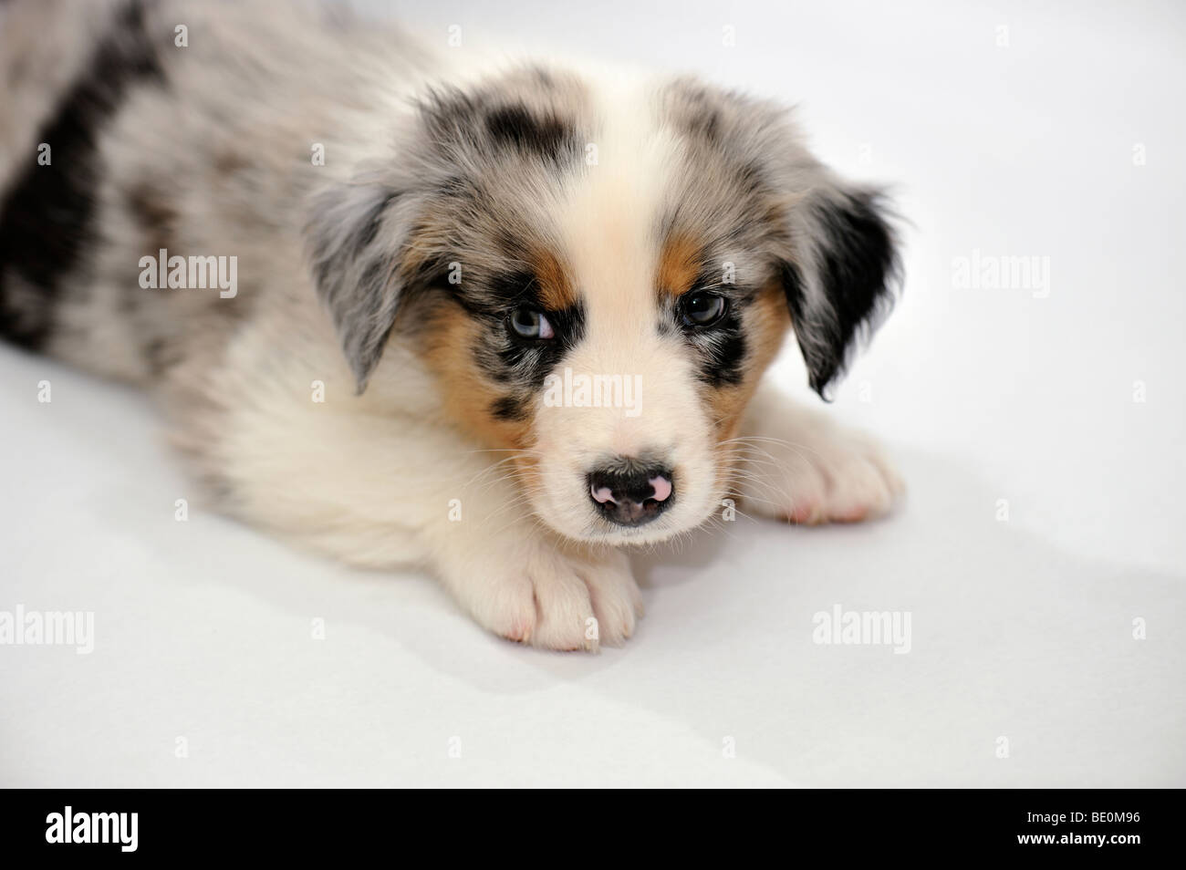 scheerapparaat ik klaag hoofdstuk 7 week old puppy hi-res stock photography and images - Alamy