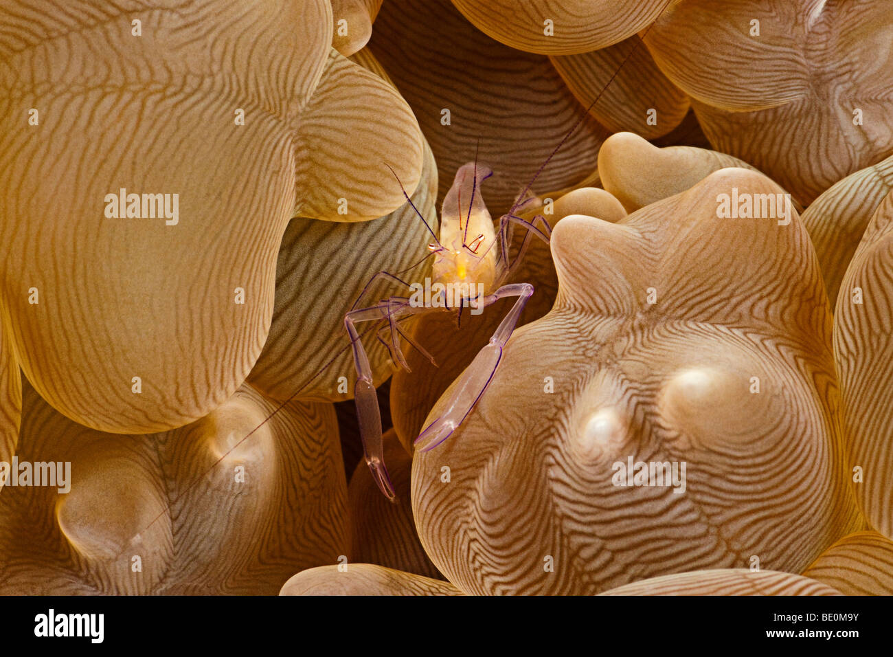 Bubble coral shrimp, Vir philippinensis, on bubble coral,  sp. Philippines. Stock Photo