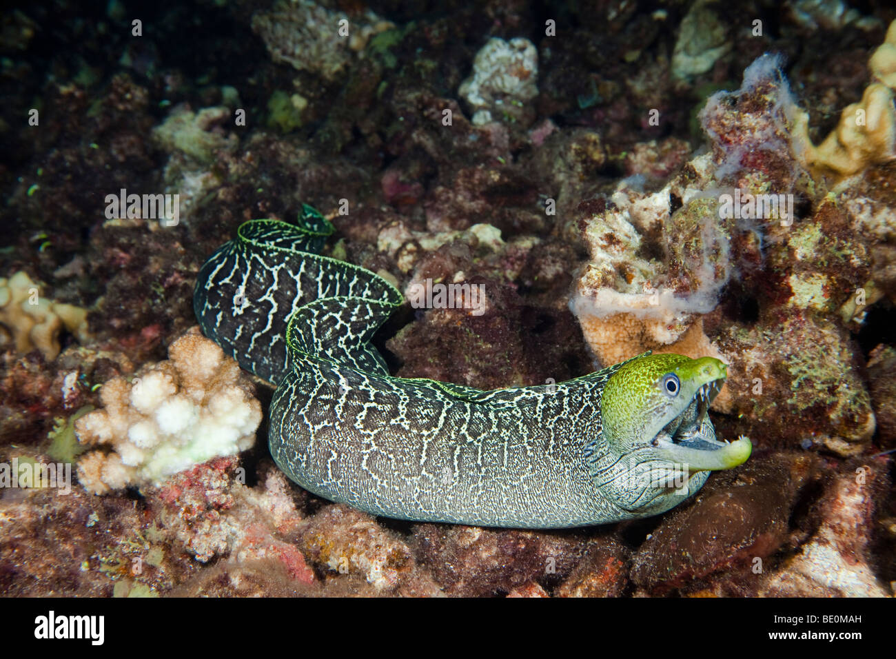 Undulated moray eel, Gymnothorax meleagris, free swimming over the reef at night. Hawaii. Stock Photo