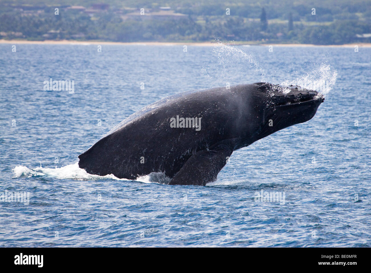 Breaching Humpback whale, Megaptera novaeangliae, off the island of Maui, Hawaii. Stock Photo