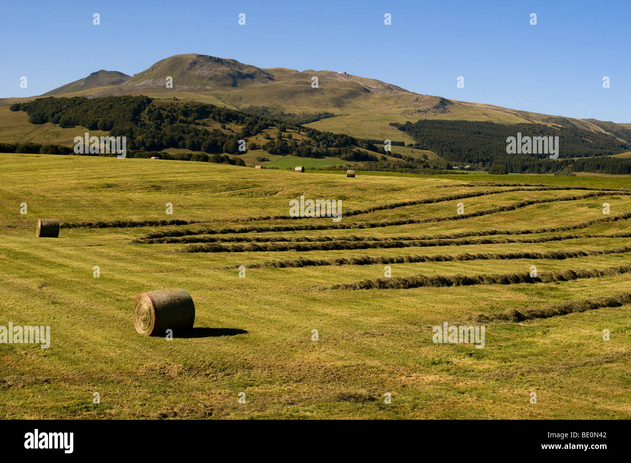 Haying landscape, Sancy massif, Auvergne, France. Stock Photo