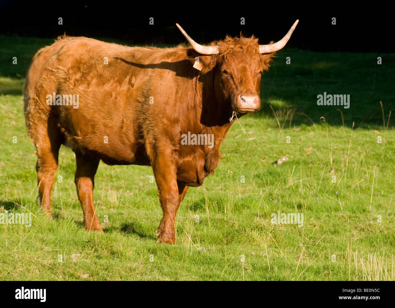 A Salers cow in field Stock Photo