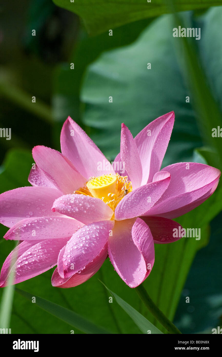 Aquatic plants asia hi-res stock photography and images - Alamy