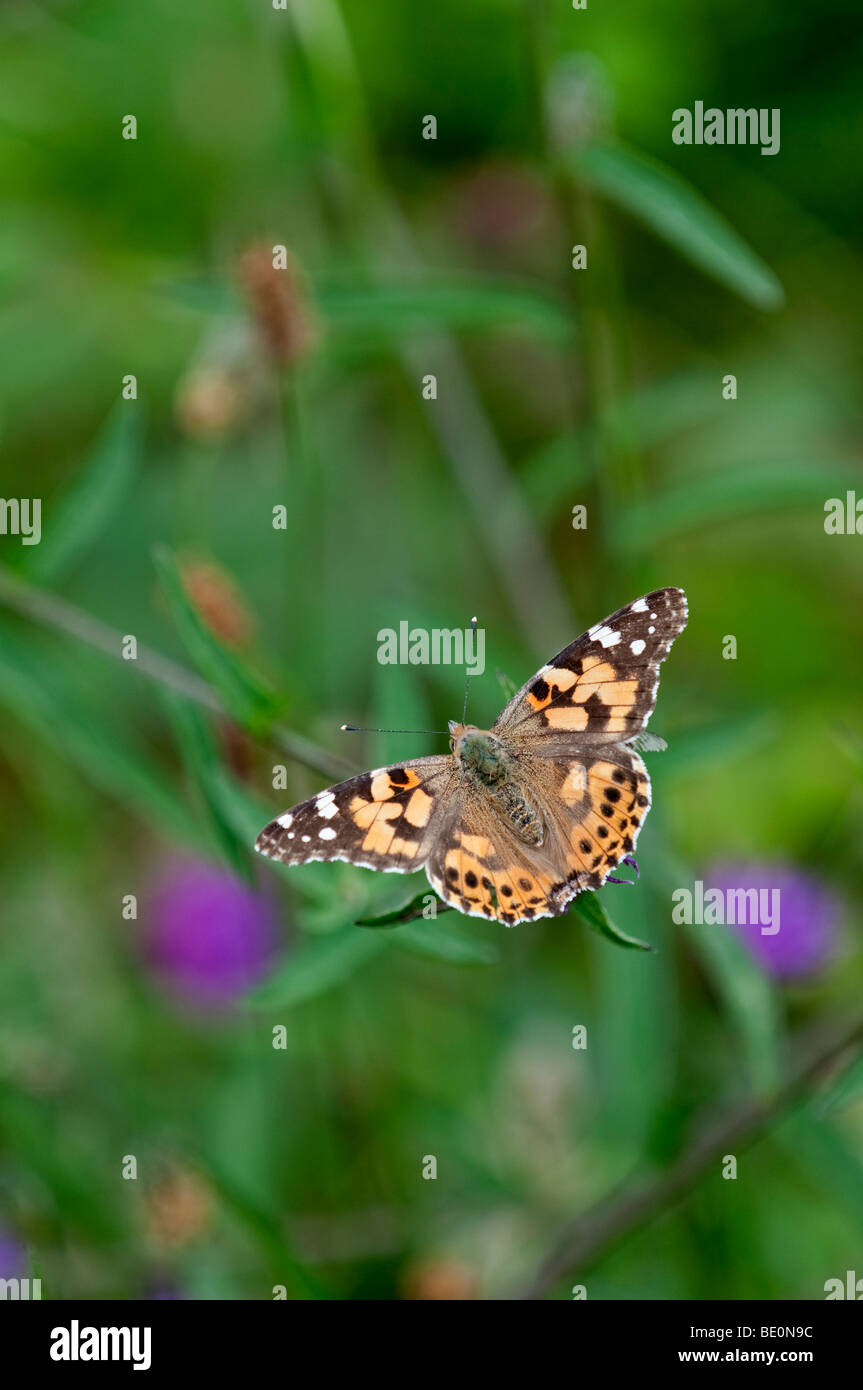 Painted Lady butterfly: Cynthia cardui Stock Photo