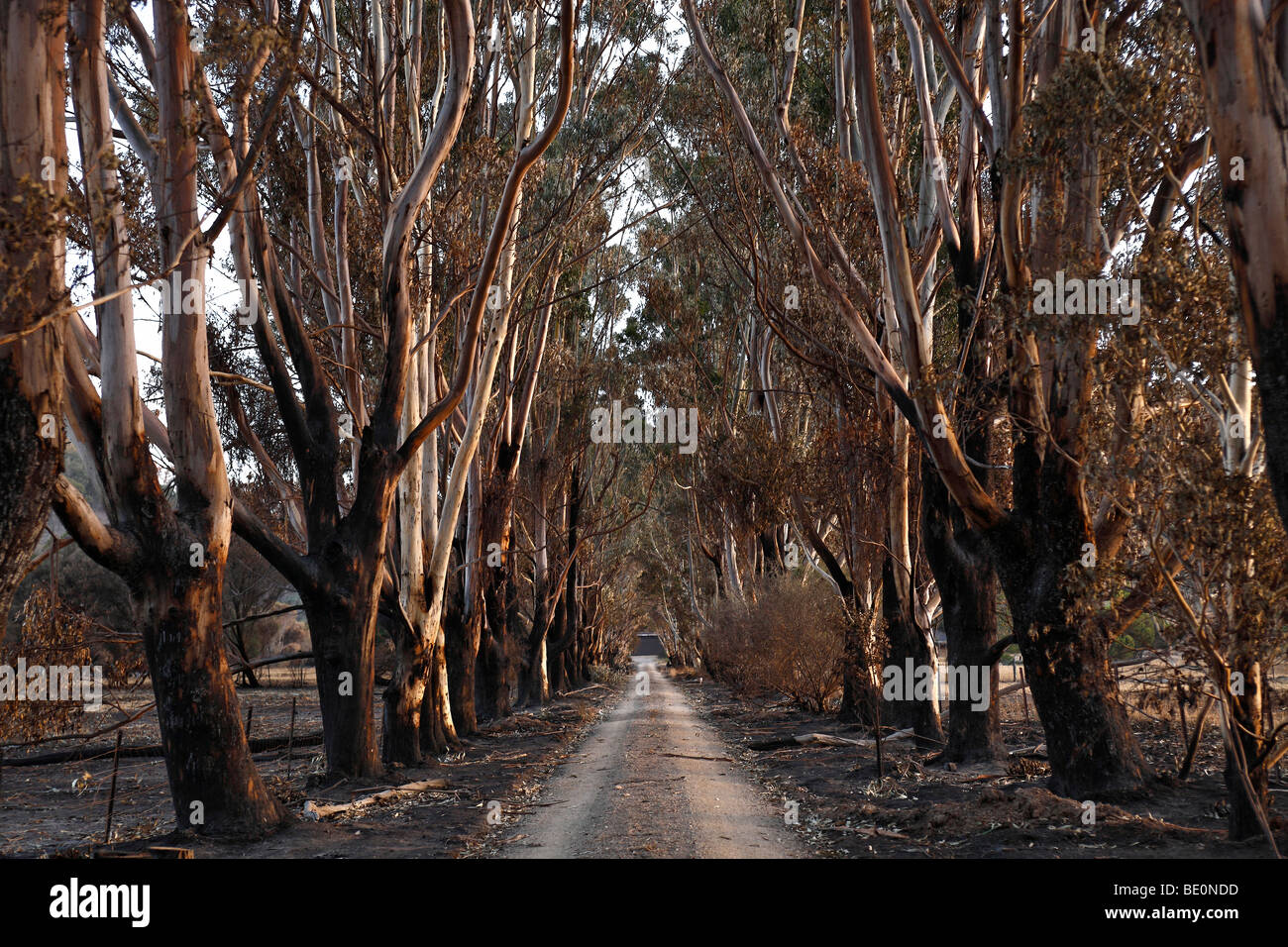 australian bush fire damage,australian bush fire aftermath,post australian bush fire, Stock Photo
