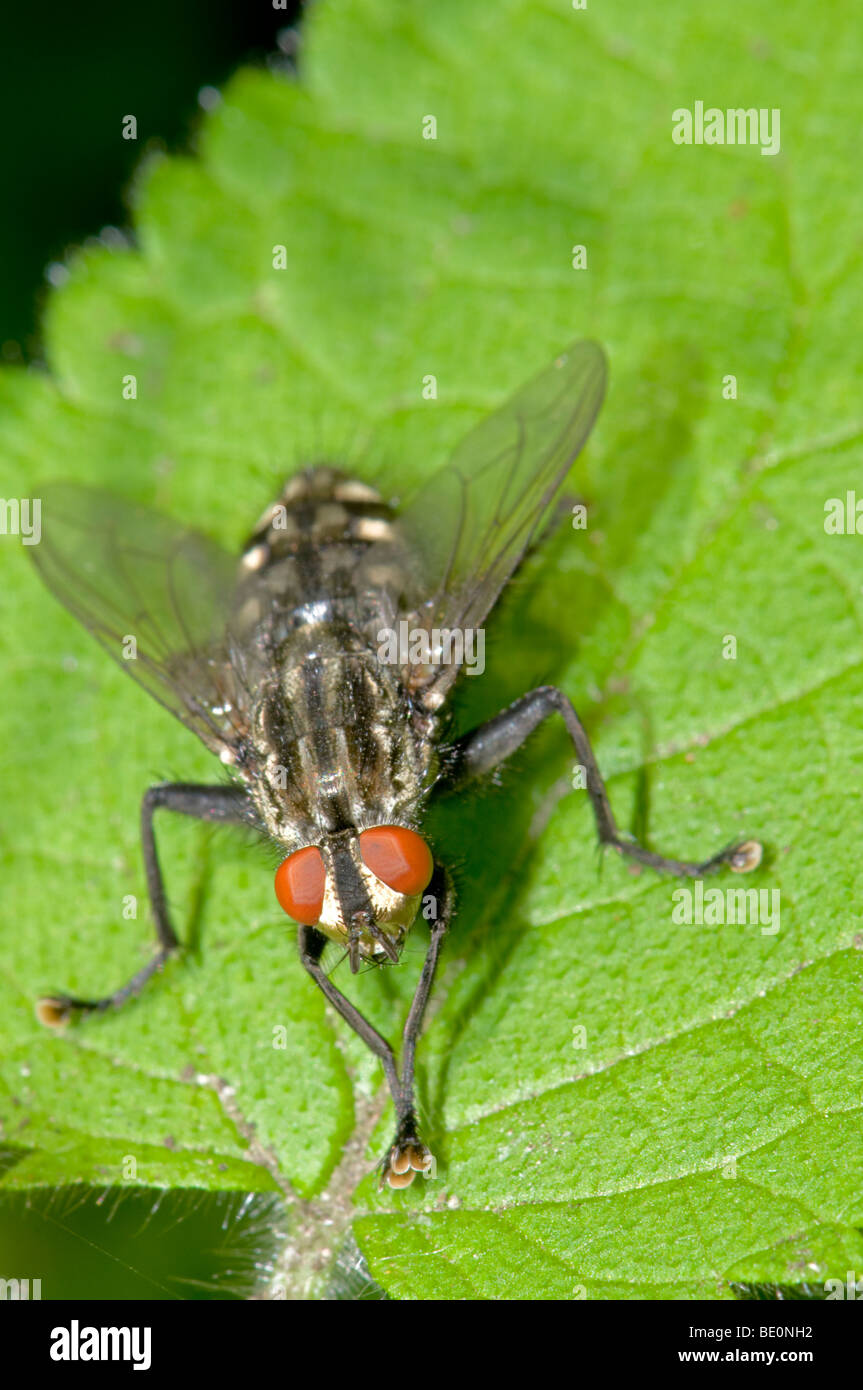 Flesh Fly (Sarcophaga carnaria). Kent, UK, July. Stock Photo