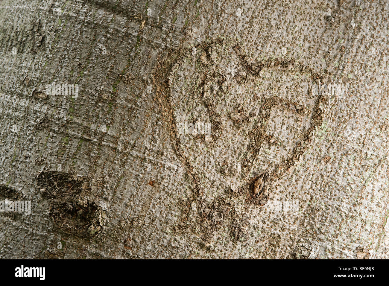 Initials with heart carved in a tree, Botanic gardens, Durban, Kwazulu Natal, South Africa Stock Photo