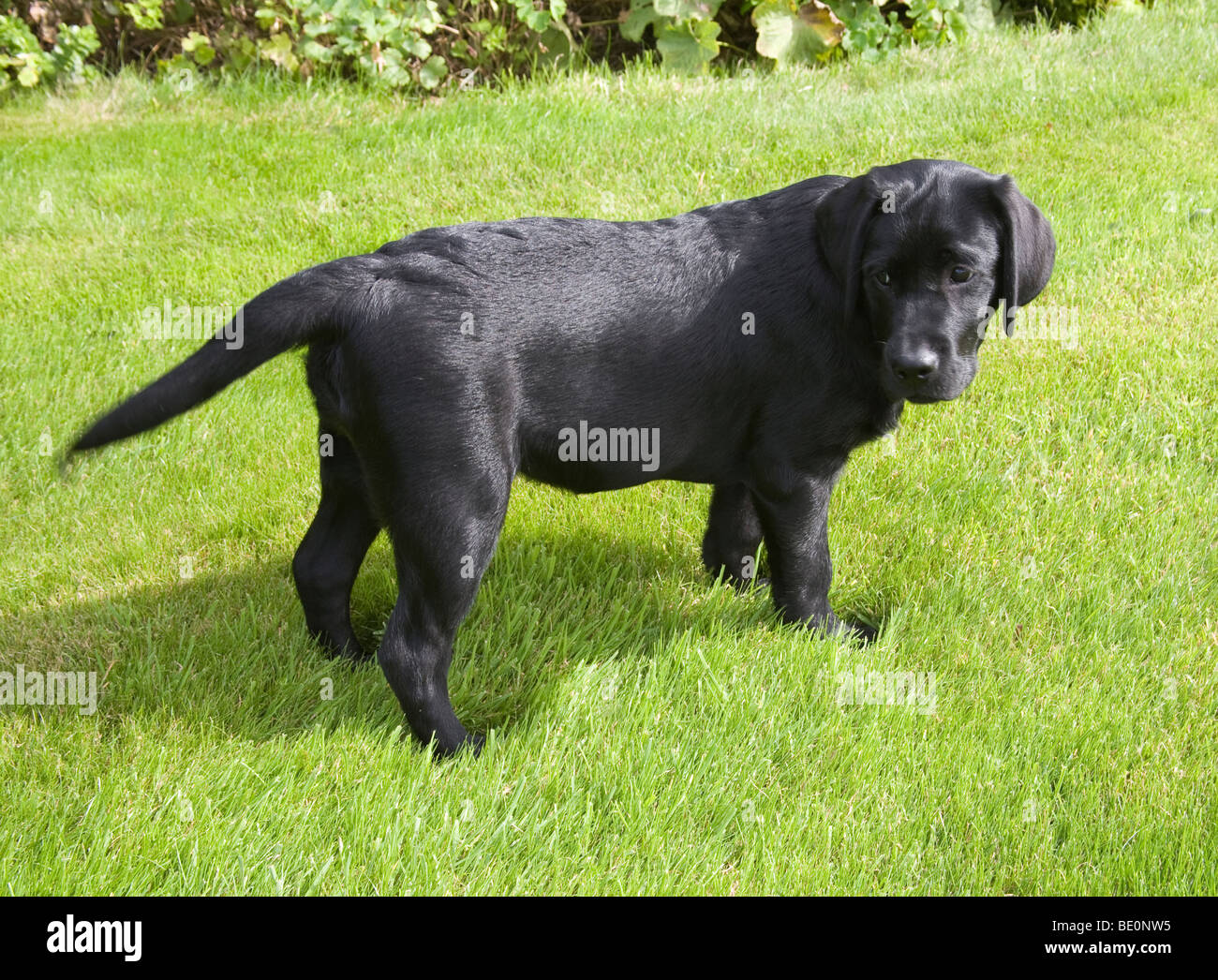 Close up Young male black labrador dog looking over his shoulder in a ...