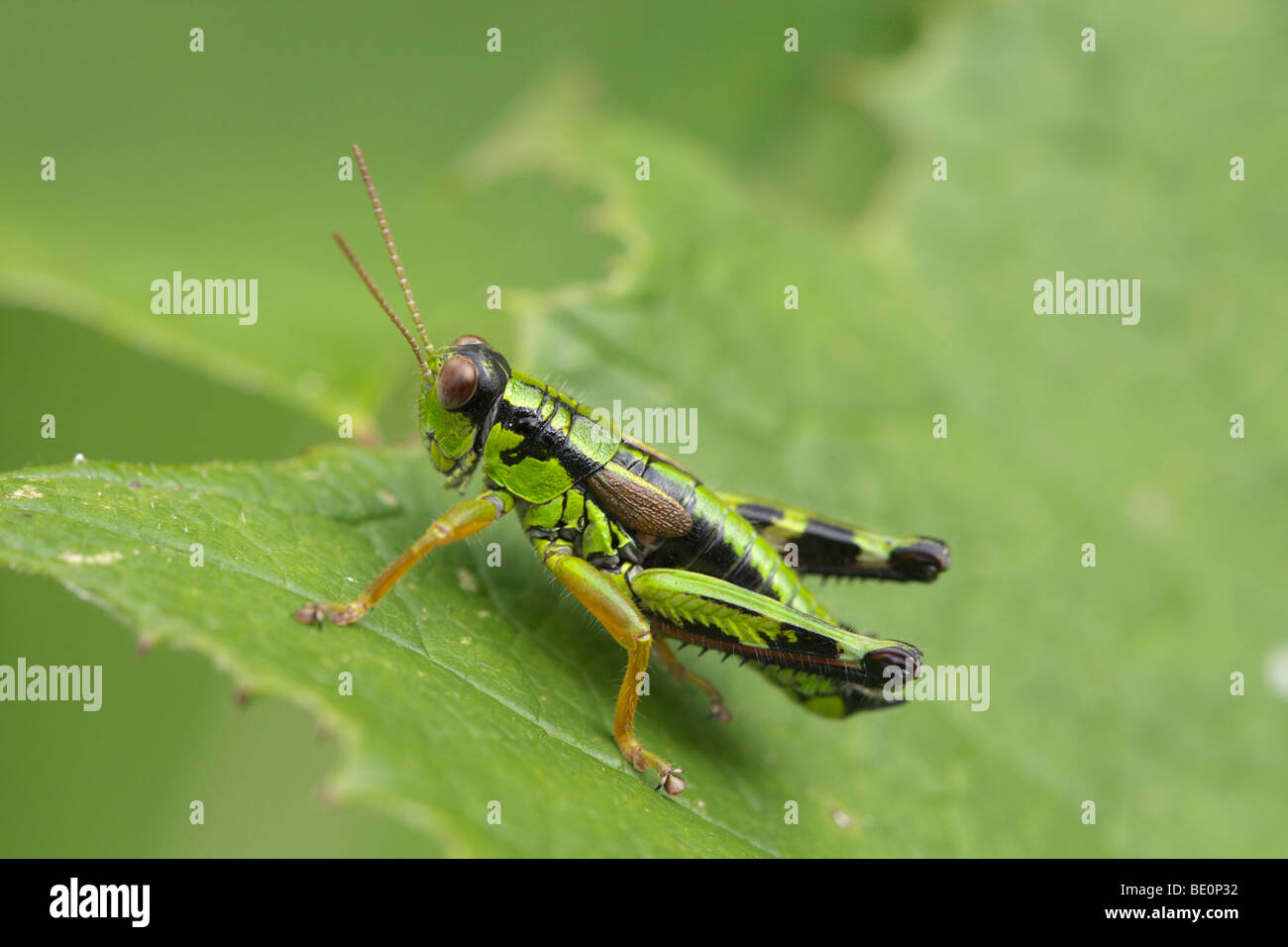 Alpine mountain locust (Miramella alpina) Stock Photo